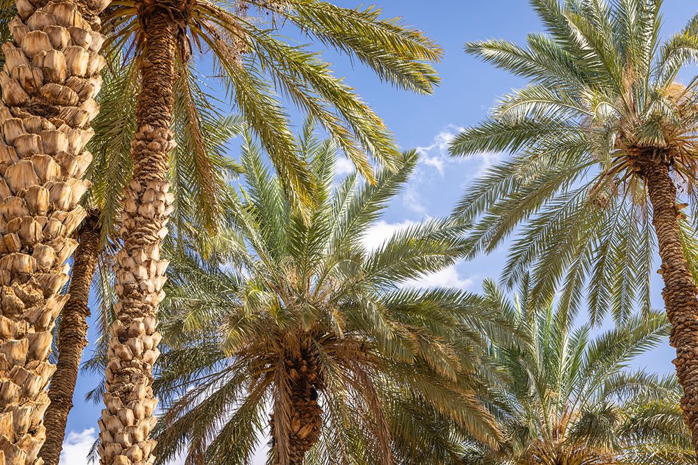 Saudi Arabia, Tabuk Province, Tayma. Date palms against a blue sky at a desert oasis. art print by Emily M. Wilson for $57.95 CAD