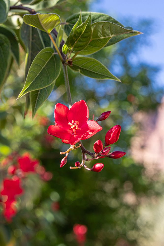 Saudi Arabia, Tabuk, Al-Disah. Red flowering tree on a farm. art print by Emily M. Wilson for $57.95 CAD