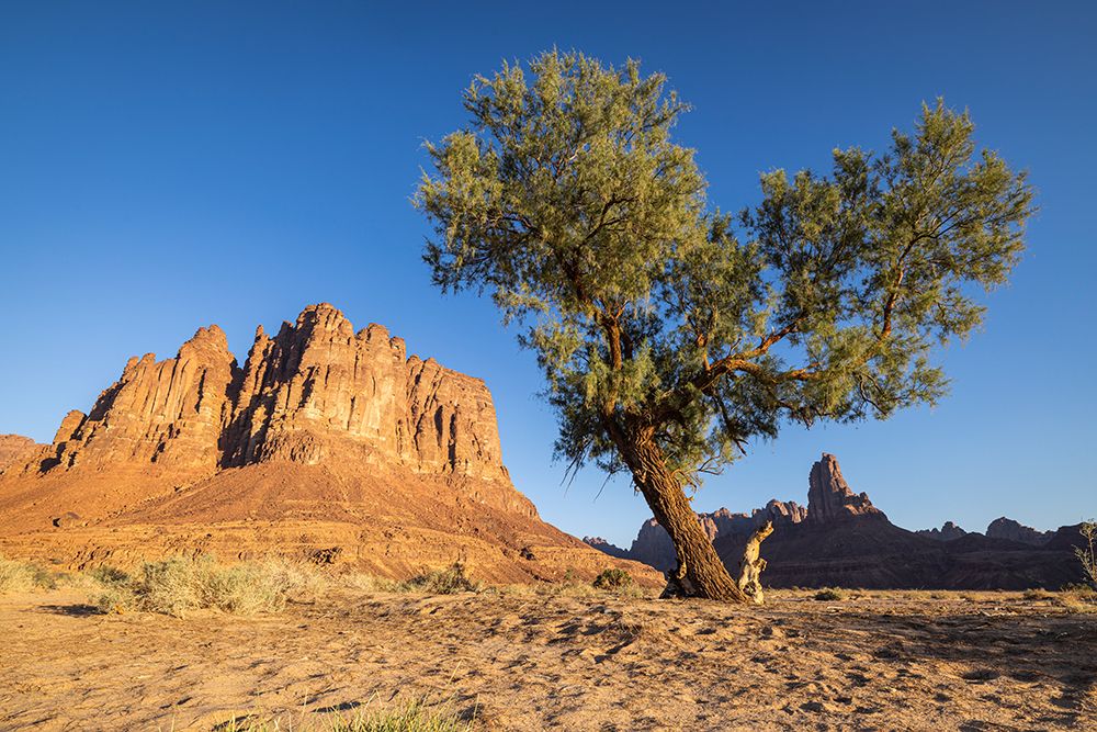 Saudi Arabia, Tabuk, Al-Disah. Desert Prince Mohammed bin Salman Natural Reserve. art print by Emily M. Wilson for $57.95 CAD