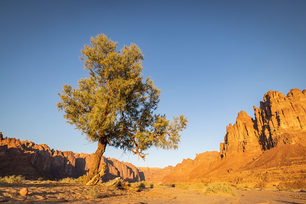 Saudi Arabia, Tabuk, Al-Disah. Desert Prince Mohammed bin Salman Natural Reserve. art print by Emily M. Wilson for $57.95 CAD