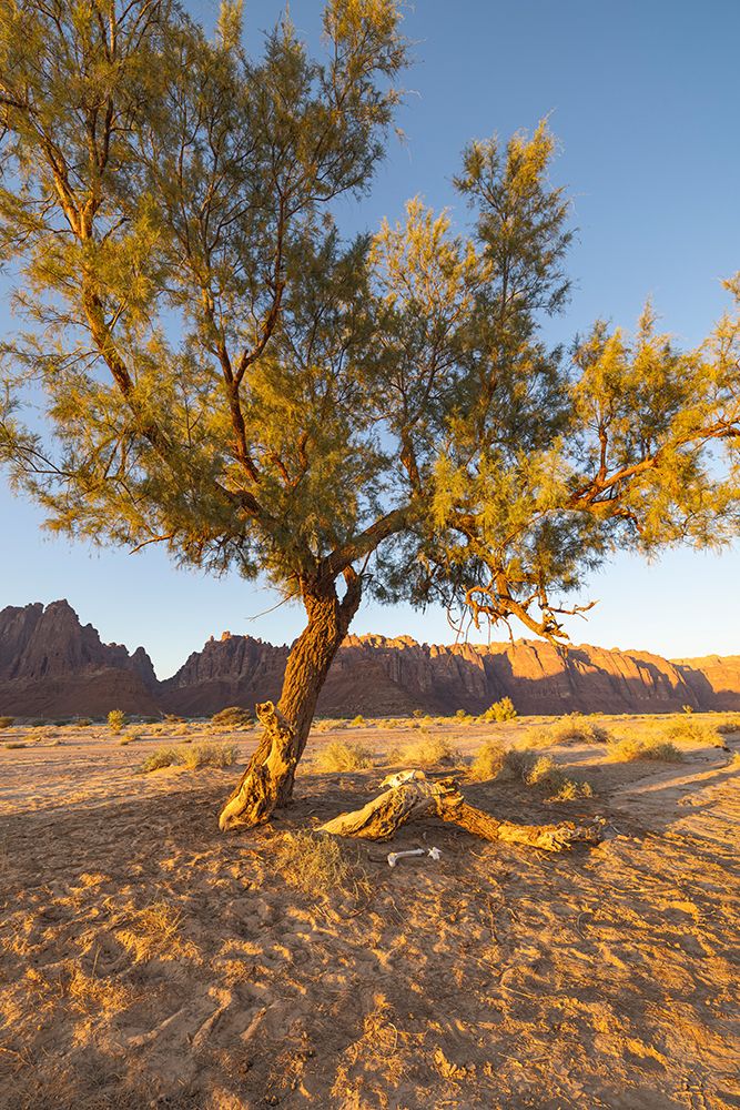 Saudi Arabia, Tabuk, Al-Disah. Desert Prince Mohammed bin Salman Natural Reserve. art print by Emily M. Wilson for $57.95 CAD