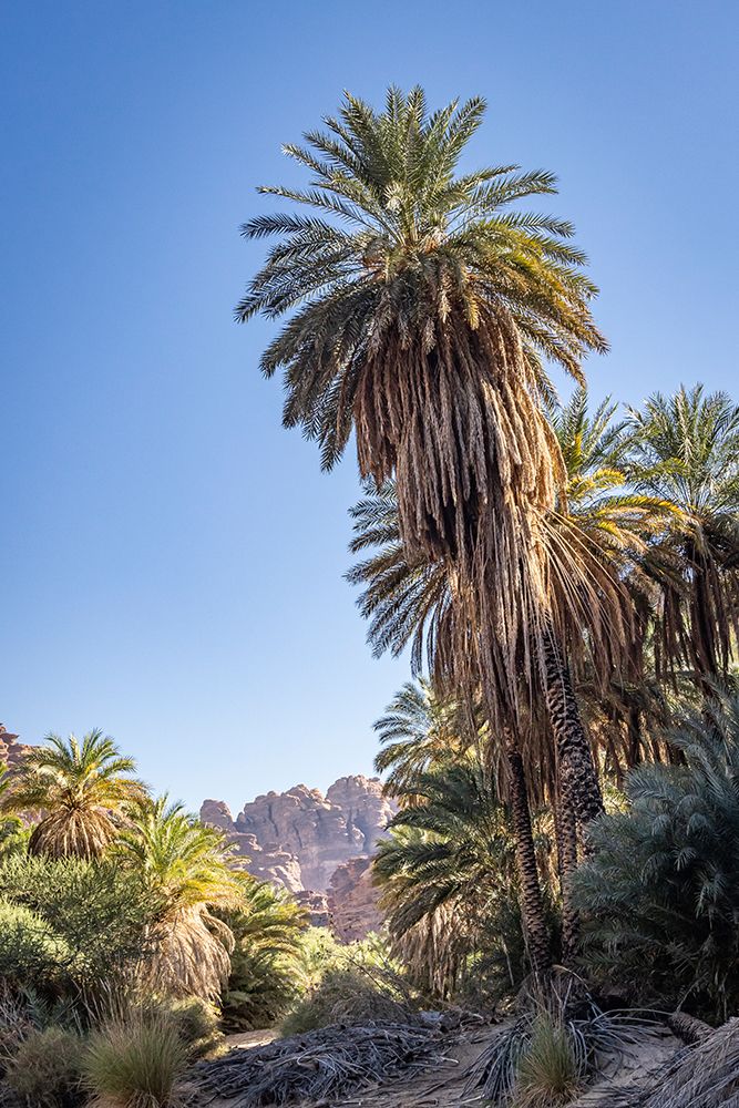 Saudi Arabia, Tabuk, Prince Mohammed bin Salman Natural Reserve. Wadi Al Disah. art print by Emily M. Wilson for $57.95 CAD