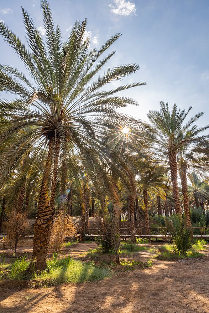 Saudi Arabia, Medina, Al-Ula. Palm trees at the Daimumah Oasis art print by Emily M. Wilson for $57.95 CAD