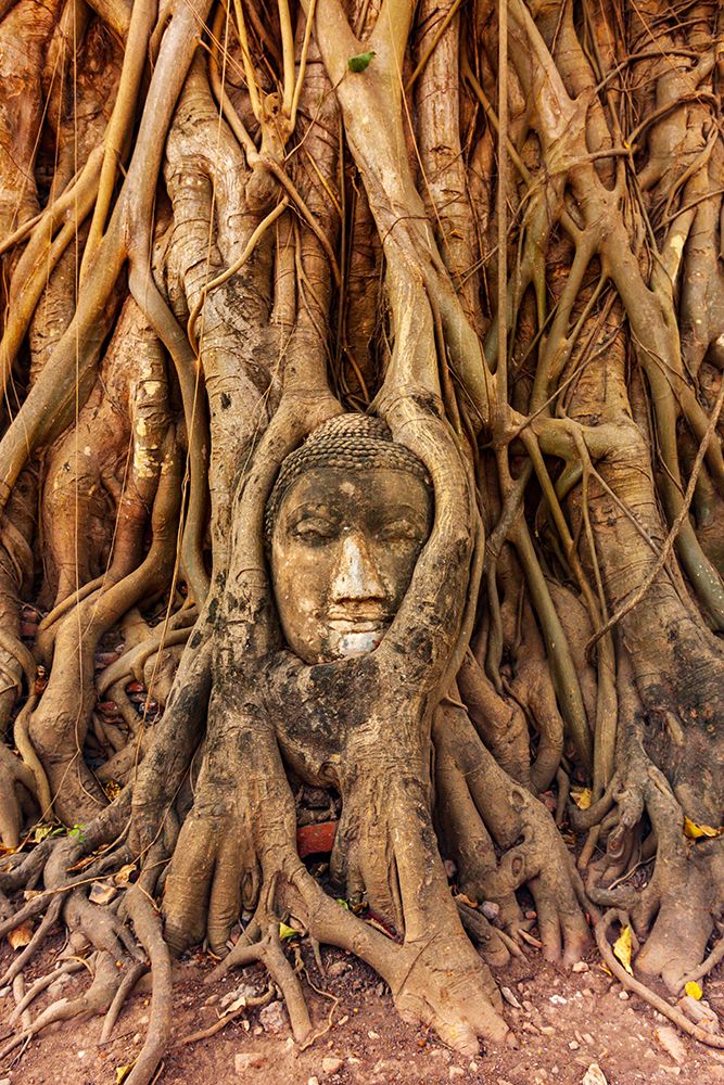 Thailand- Ayutthaya. Wat Mahathat. Buddha head engulfed in tree roots. art print by Tom Haseltine for $57.95 CAD
