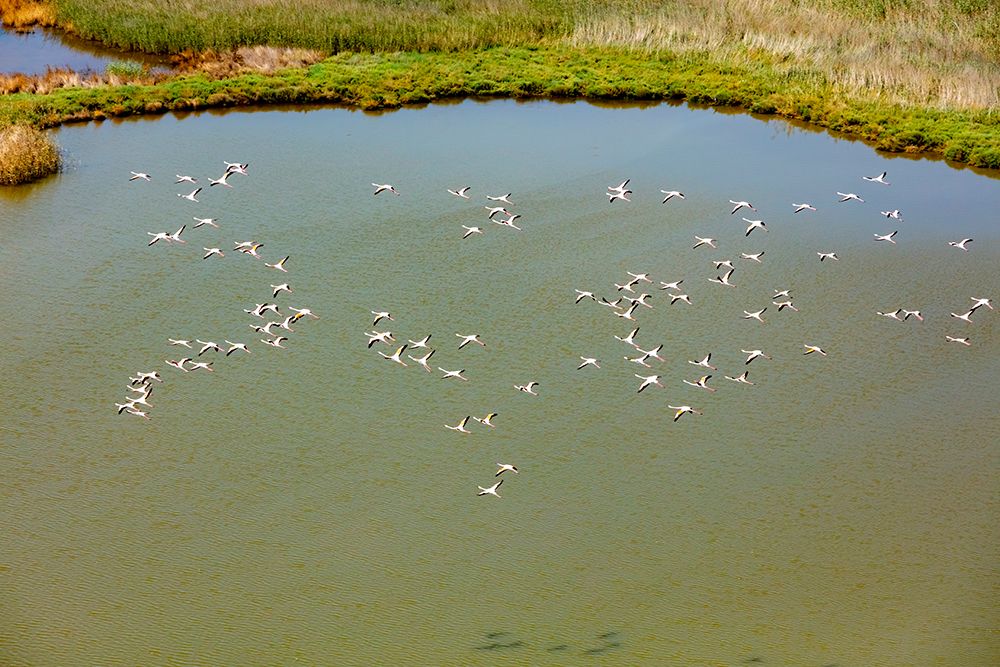 Flamingos flying in wetland on the Aegean coast-Turkey art print by Ali Kabas for $57.95 CAD