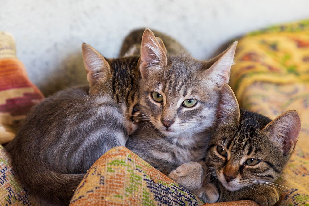 Three kittens snuggled up together. art print by Emily M. Wilson for $57.95 CAD