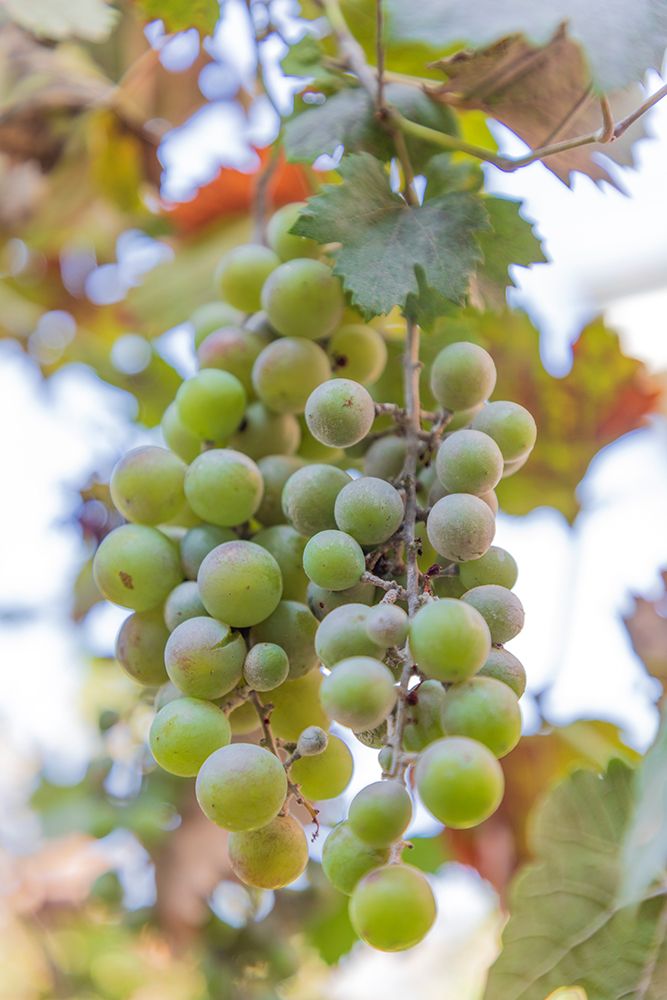 Turkey, Nazilli. Bunch of grapes on the vine. art print by Emily M. Wilson for $57.95 CAD