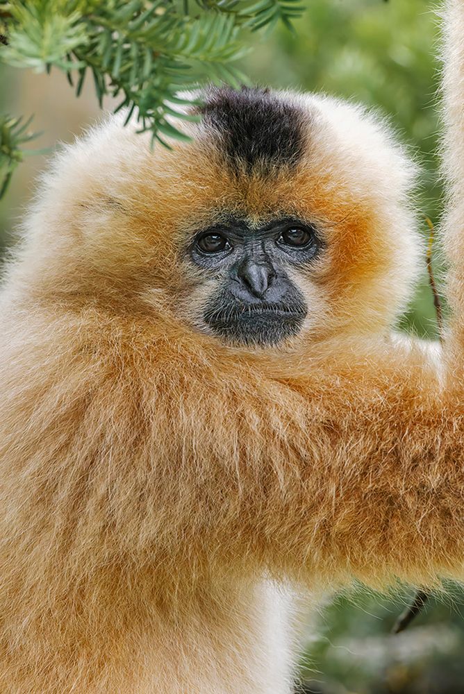 Buff-cheeked Gibbon-native to Laos-Vietnam-Cambodia art print by Adam Jones for $57.95 CAD