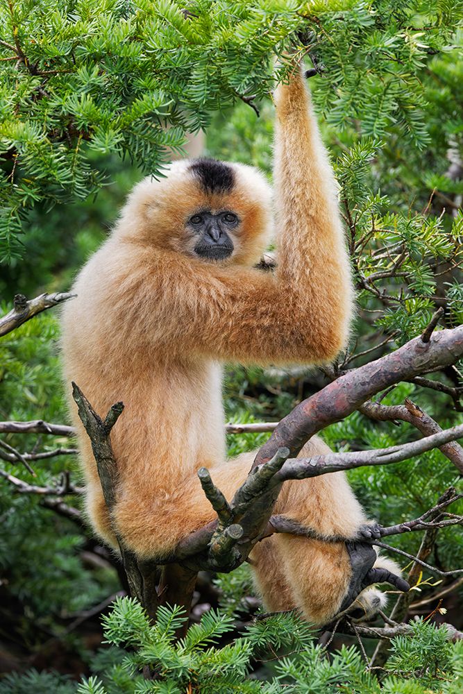 Buff-cheeked Gibbon-native to Laos-Vietnam-Cambodia art print by Adam Jones for $57.95 CAD