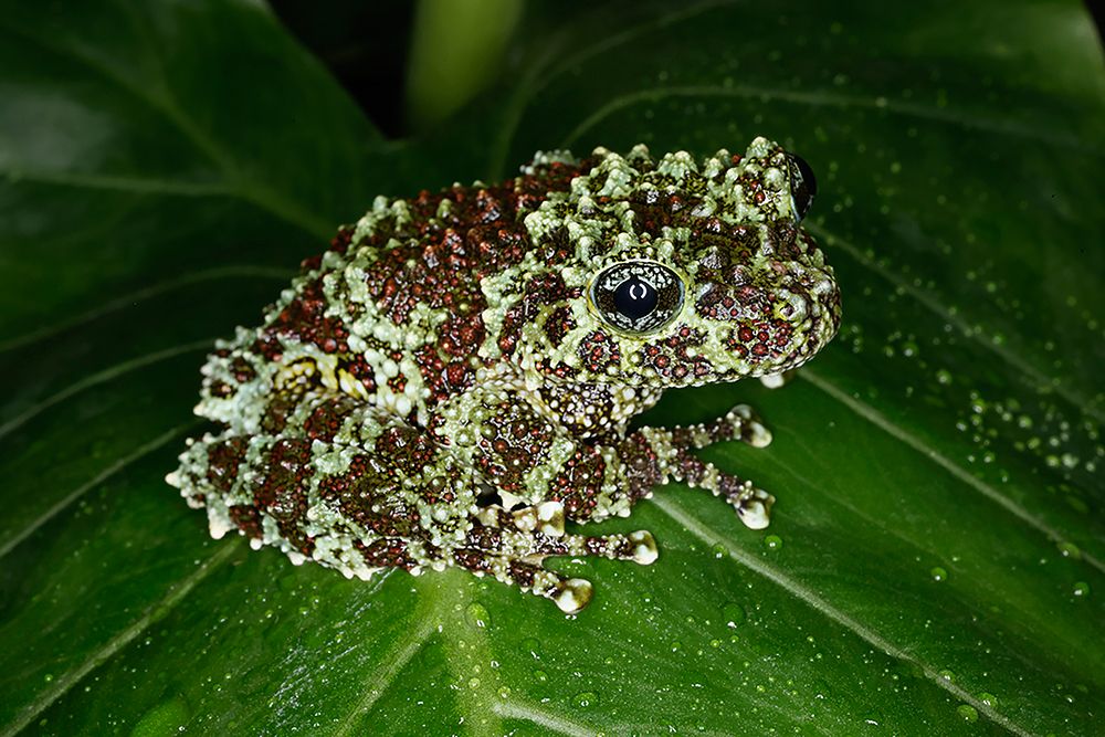 Vietnamese mossy frog art print by Adam Jones for $57.95 CAD