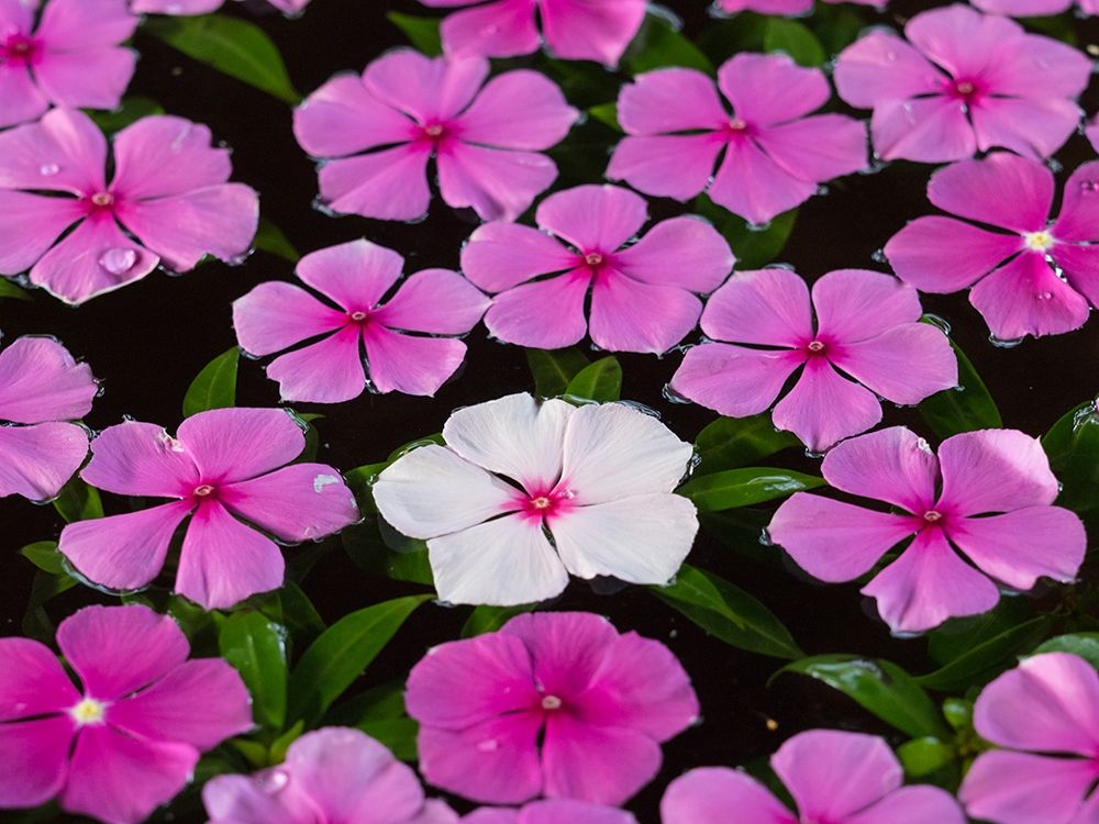 Asia-Vietnam-Mui Ne Pink and white flowers floating on water art print by Merrill Images for $57.95 CAD