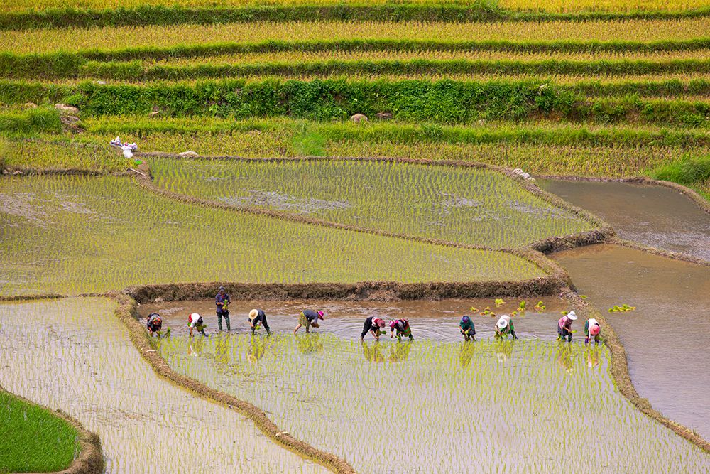 Vietnam -Rice paddies in the highlands of Sapa art print by Tom Norring for $57.95 CAD