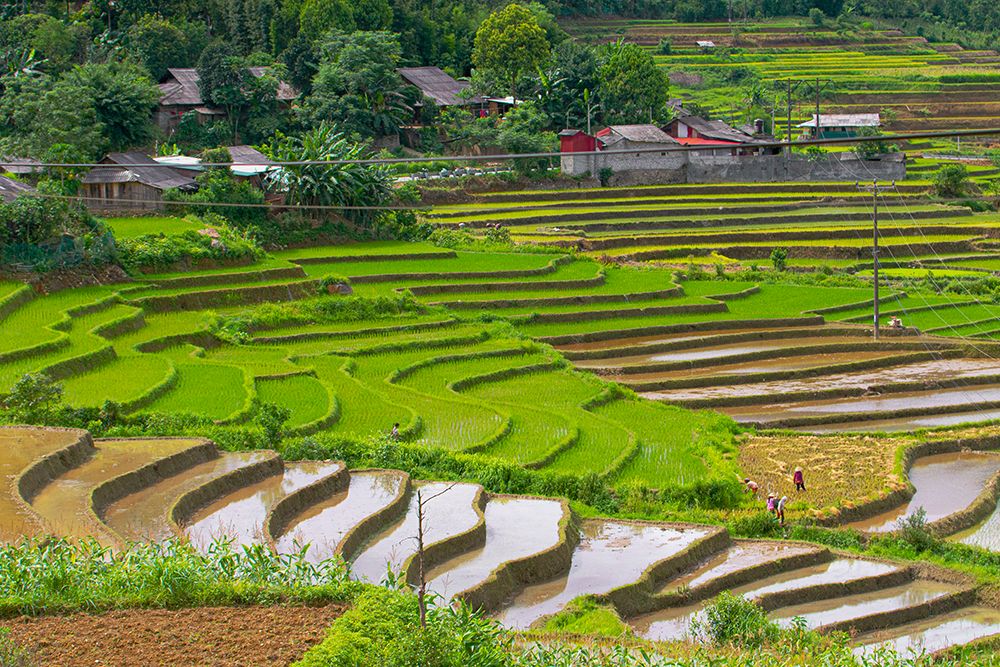 Vietnam -Rice paddies in the highlands of Sapa art print by Tom Norring for $57.95 CAD