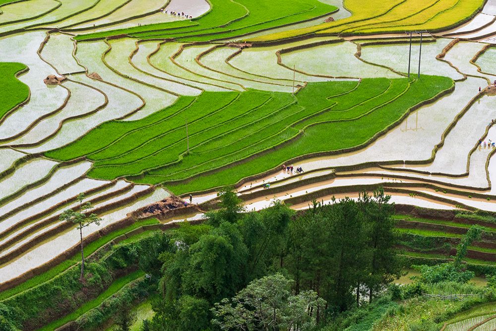 Vietnam -Rice paddies in the highlands of Sapa art print by Tom Norring for $57.95 CAD
