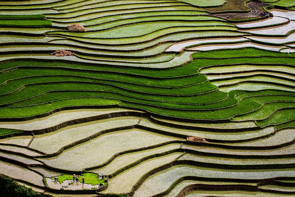 Vietnam -Rice paddies in the highlands of Sapa art print by Tom Norring for $57.95 CAD