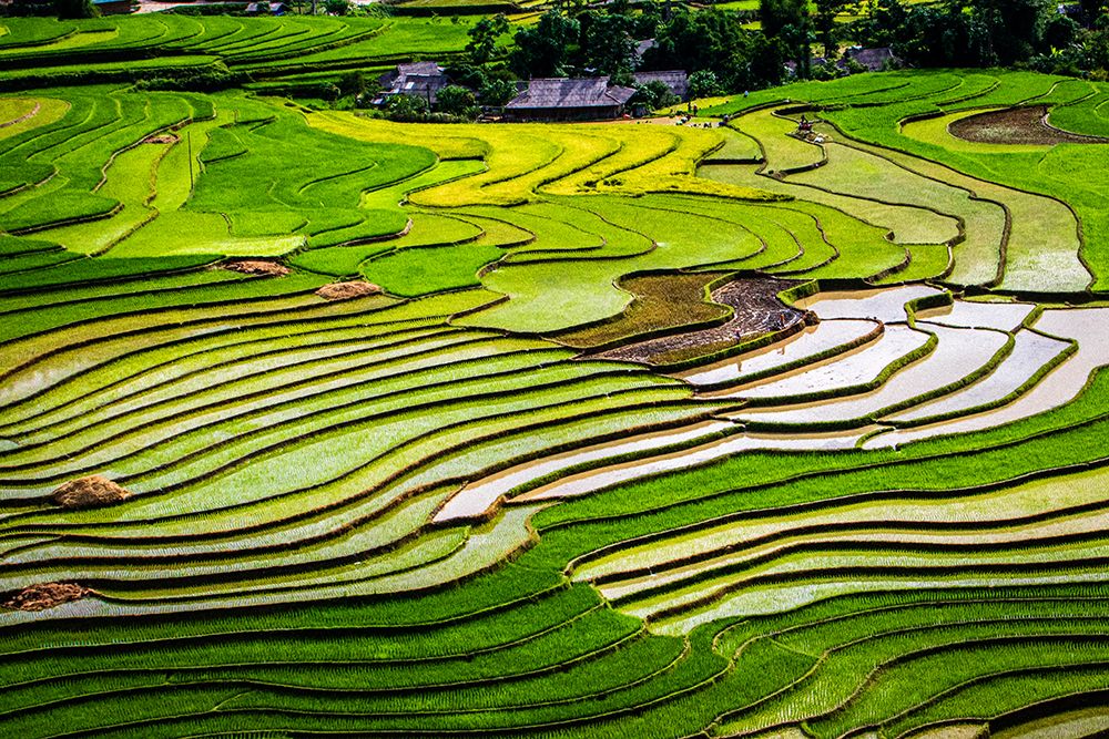 Vietnam -Rice paddies in the highlands of Sapa art print by Tom Norring for $57.95 CAD