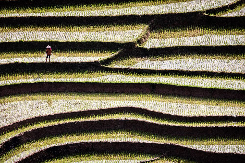 Vietnam -Rice paddies in the highlands of Sapa art print by Tom Norring for $57.95 CAD