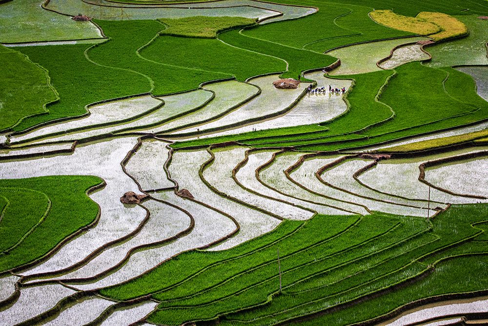 Vietnam -Rice paddies in the highlands of Sapa art print by Tom Norring for $57.95 CAD