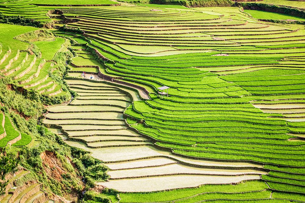Vietnam -Rice paddies in the highlands of Sapa art print by Tom Norring for $57.95 CAD