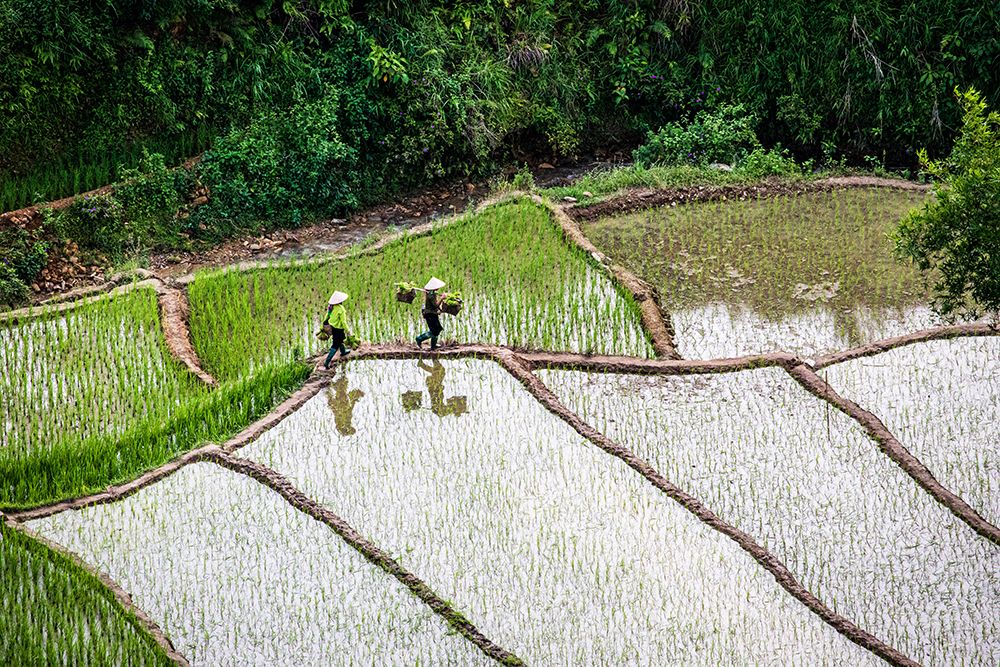 Vietnam -Rice paddies in the highlands of Sapa art print by Tom Norring for $57.95 CAD