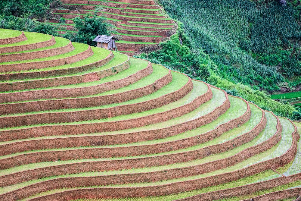 Vietnam -Rice paddies in the highlands of Sapa art print by Tom Norring for $57.95 CAD