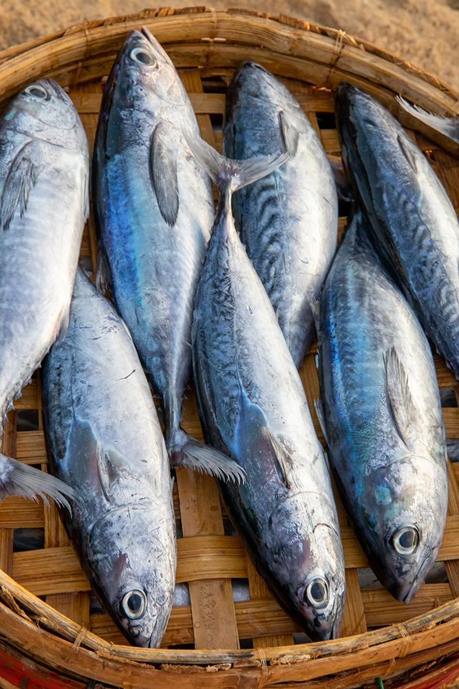 Vietnam-Mackerels from the nights catch on the beach at Hoi An art print by Tom Norring for $57.95 CAD