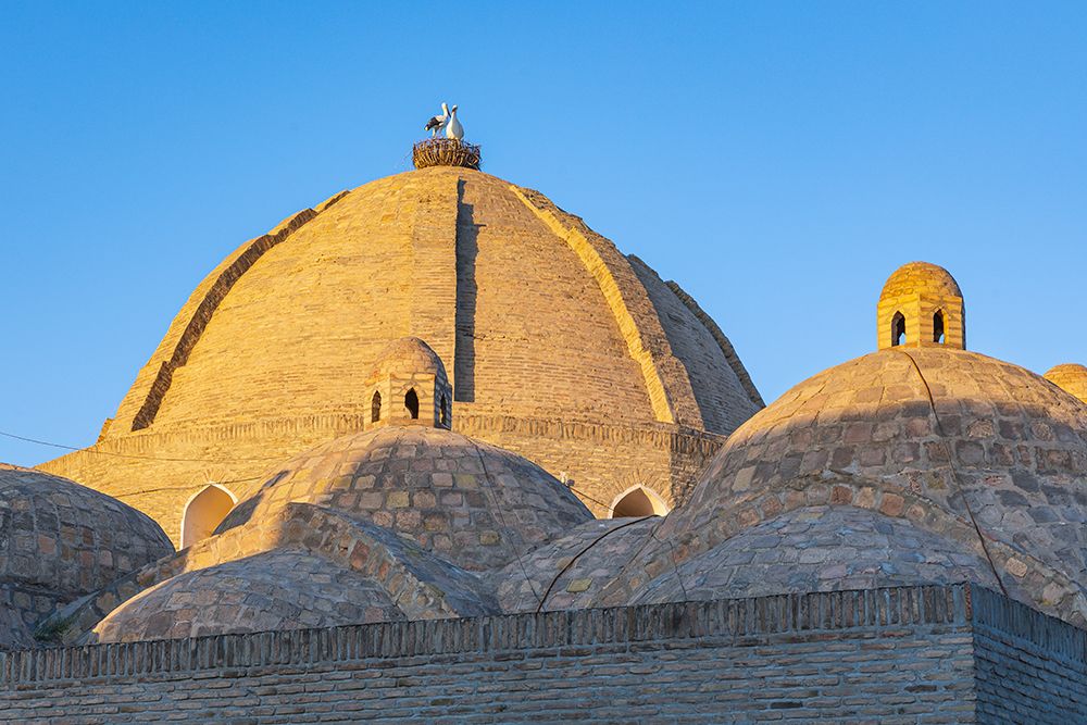 Bukhara, Uzbekistan, Central Asia. Domes of the Mir-i-Arab Madrasa in Bukhara. art print by Emily M. Wilson for $57.95 CAD