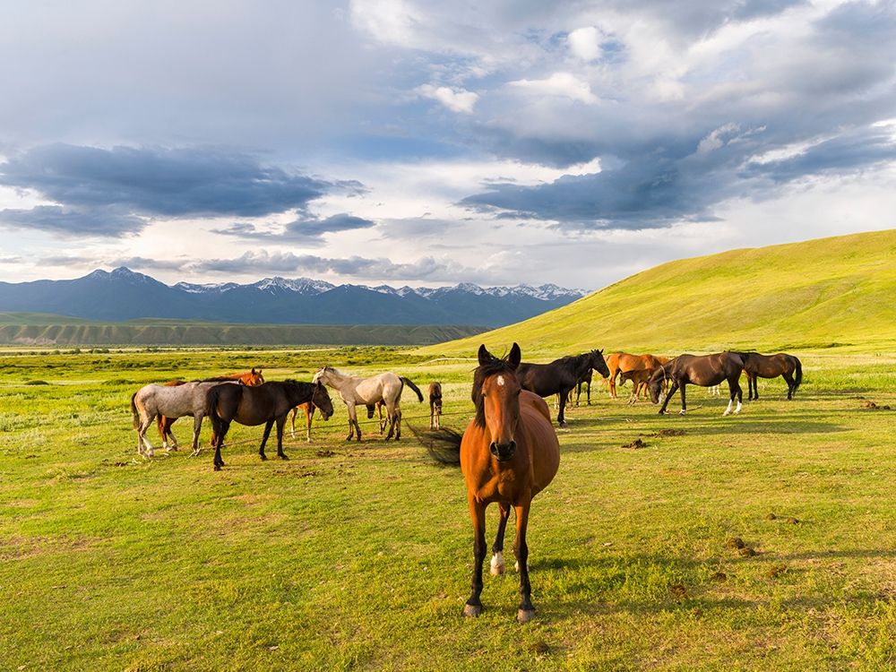 Horses for the production of milk-kumys and meat A typical farm on the Suusamyr plain-a high valley art print by Martin Zwick for $57.95 CAD