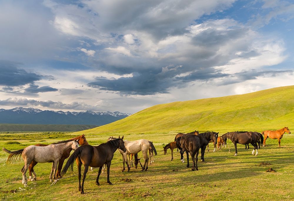Horses for the production of milk-kumys and meat A typical farm on the Suusamyr plain art print by Martin Zwick for $57.95 CAD