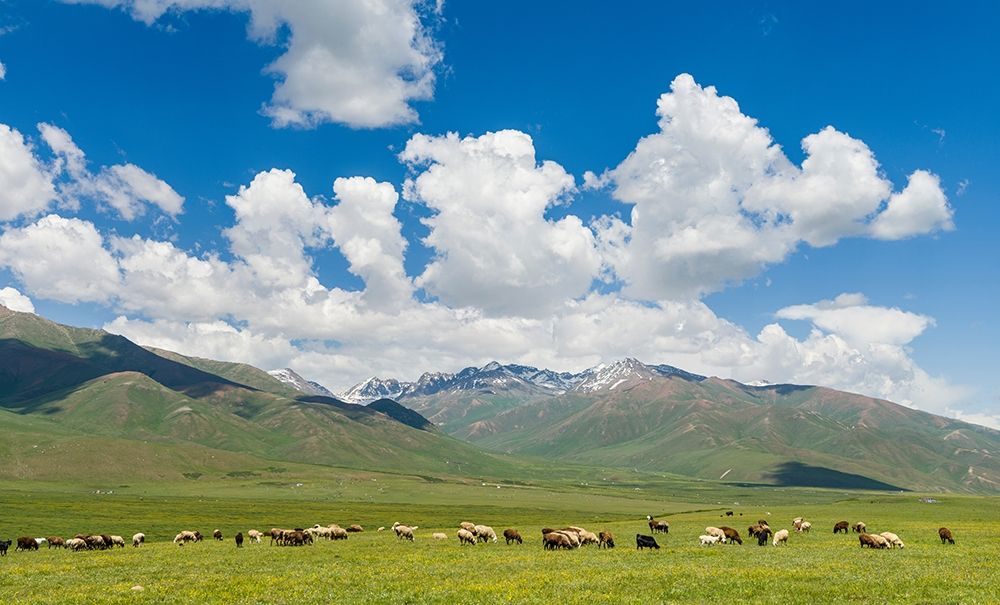 Summer pasture with traditional Yurts The Suusamyr plain art print by Martin Zwick for $57.95 CAD