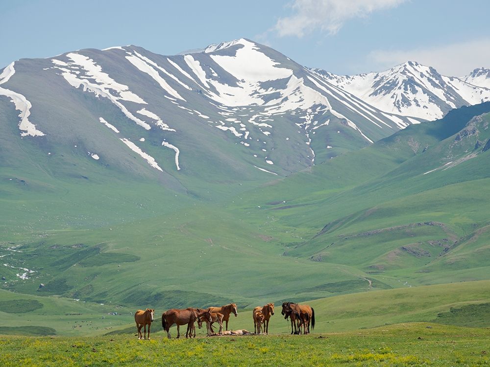 Horses on summer pasture The Suusamyr plain-a high valley in Tien Shan Mountains-Kyrgyzstan art print by Martin Zwick for $57.95 CAD