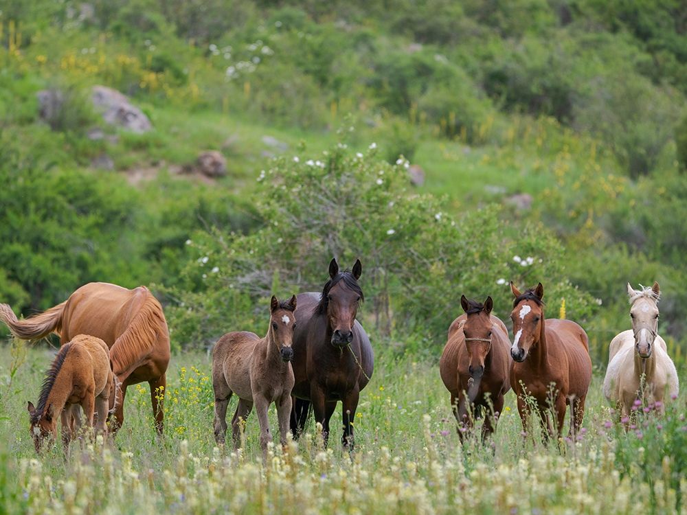 Horses on their summer pasture National Park Besch Tasch in the Talas Alatoo mountain range art print by Martin Zwick for $57.95 CAD