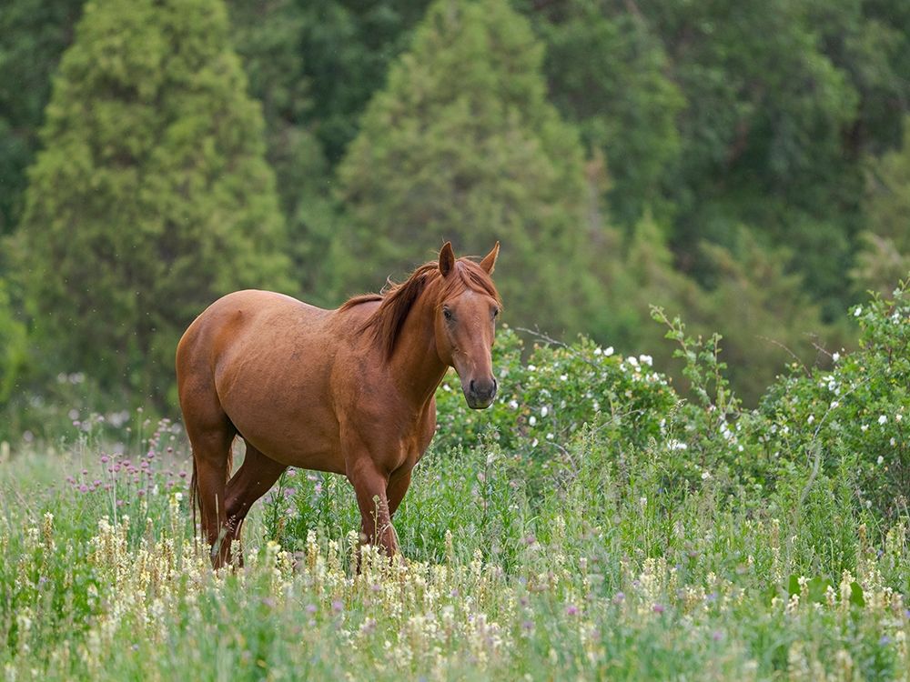 Horses on their summer pasture National Park Besch Tasch in the Talas Alatoo mountain range art print by Martin Zwick for $57.95 CAD