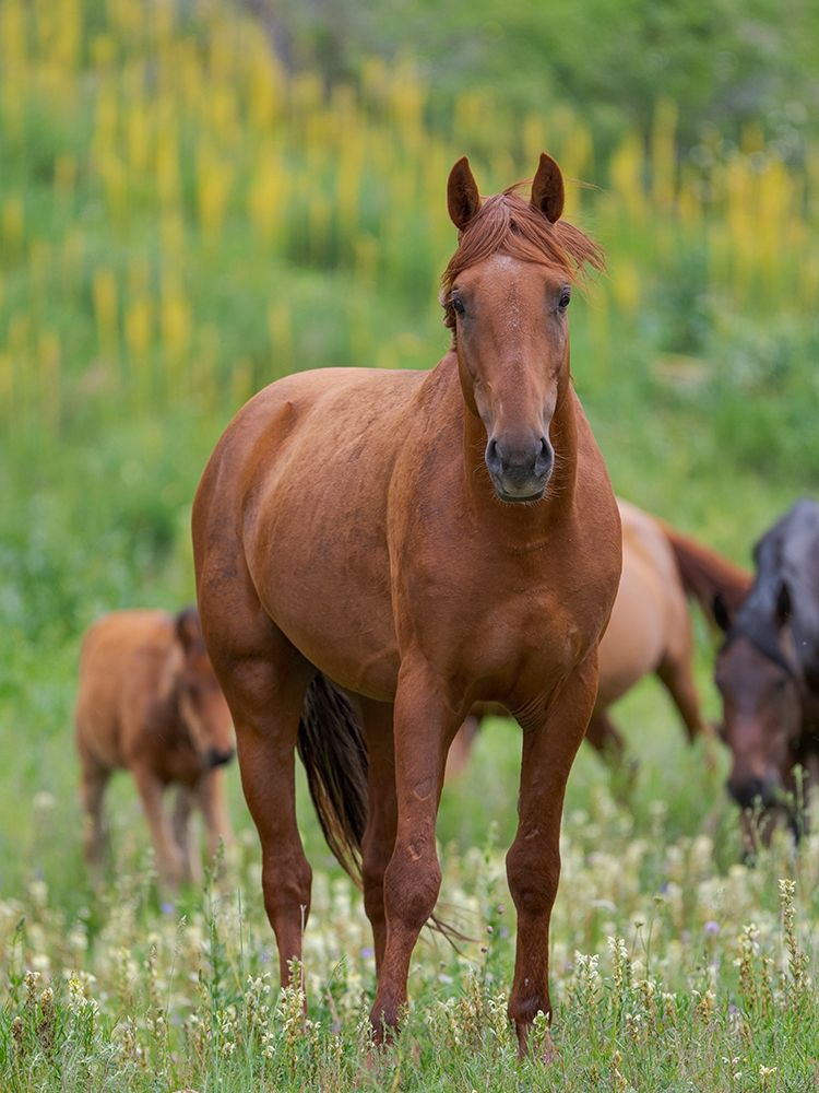 Horses on their summer pasture National Park Besch Tasch in the Talas Alatoo mountain range art print by Martin Zwick for $57.95 CAD