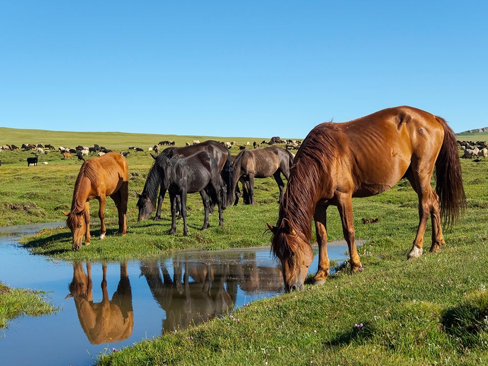 Horses on their mountain pasture at lake Song Kol art print by Martin Zwick for $57.95 CAD