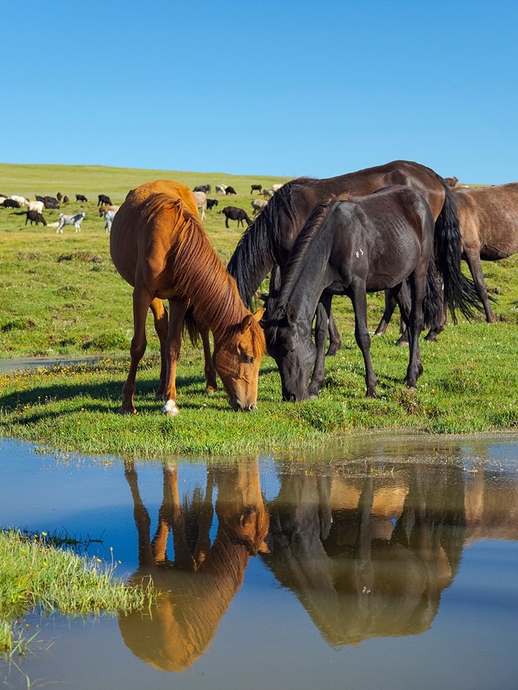 Horses on their mountain pasture at lake Song Kol art print by Martin Zwick for $57.95 CAD
