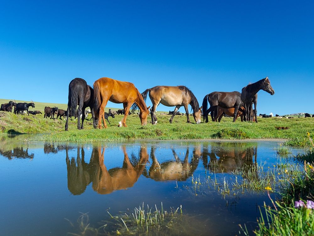Horses on their mountain pasture at lake Song Kol art print by Martin Zwick for $57.95 CAD