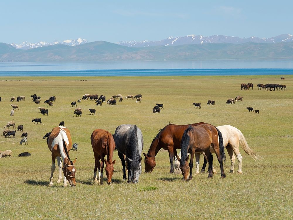 Horses on their mountain pasture at lake Song Kol art print by Martin Zwick for $57.95 CAD