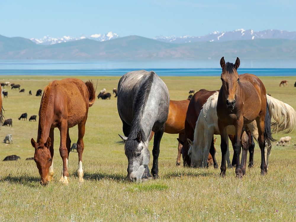 Horses on their mountain pasture at lake Song Kol art print by Martin Zwick for $57.95 CAD