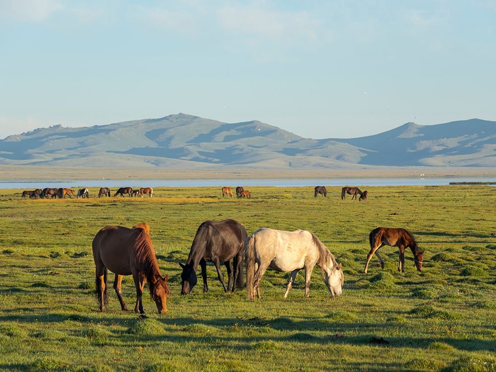 Horses on their mountain pasture at lake Song Kol art print by Martin Zwick for $57.95 CAD