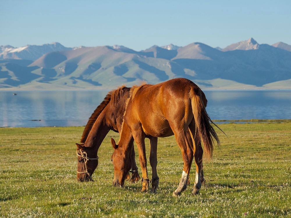 Horses on their mountain pasture at lake Song Kol art print by Martin Zwick for $57.95 CAD