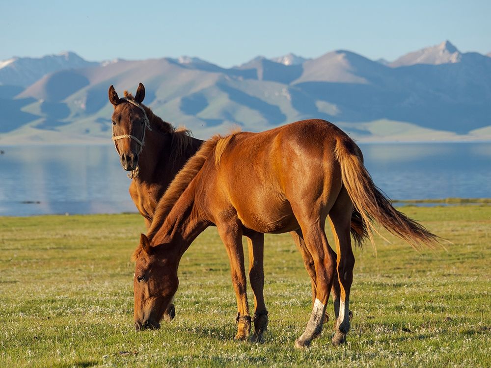 Horses on their mountain pasture at lake Song Kol art print by Martin Zwick for $57.95 CAD