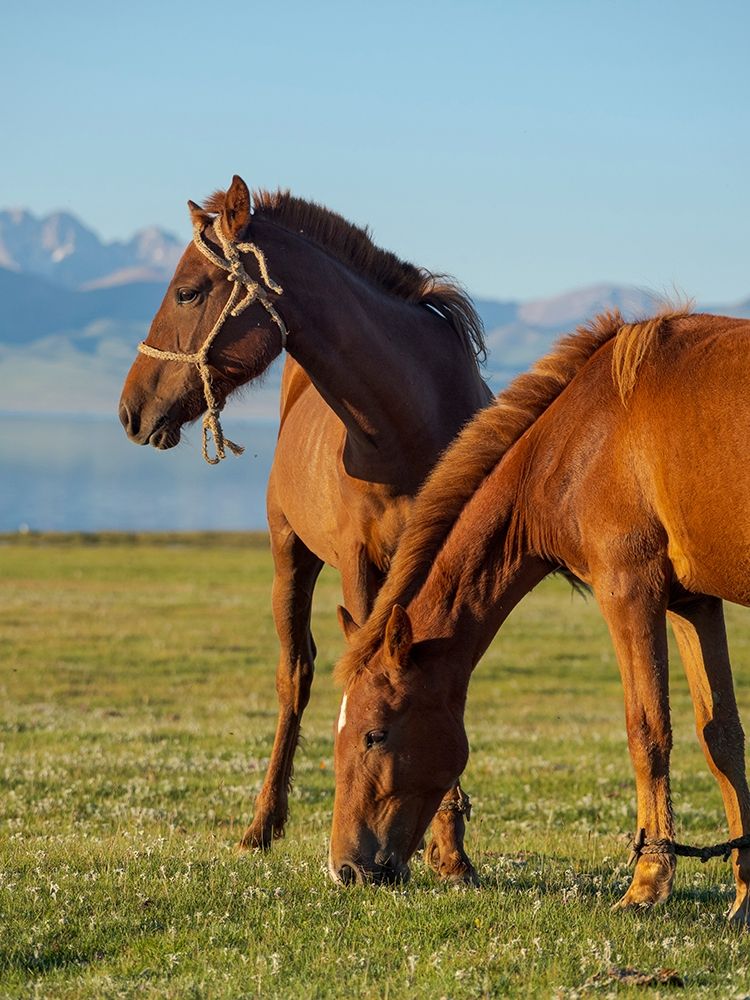 Horses on their mountain pasture at lake Song Kol art print by Martin Zwick for $57.95 CAD