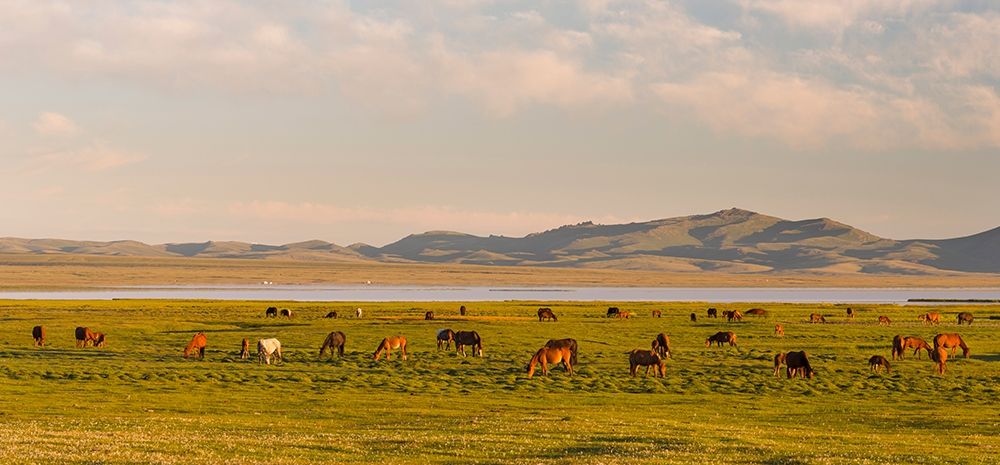 Horses on their mountain pasture at lake Song Kol art print by Martin Zwick for $57.95 CAD