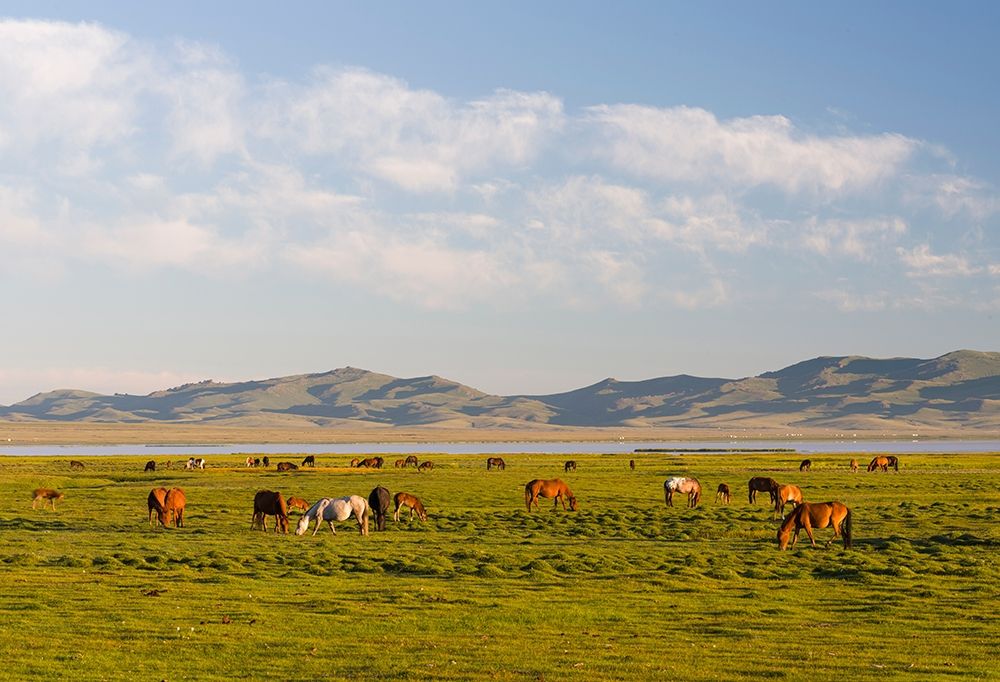Horses on their mountain pasture at lake Song Kol art print by Martin Zwick for $57.95 CAD
