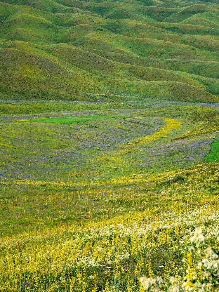 Wildflower meadow near the mountain road from Kazarman to mountain pass Urum Basch Ashuusu in the art print by Martin Zwick for $57.95 CAD