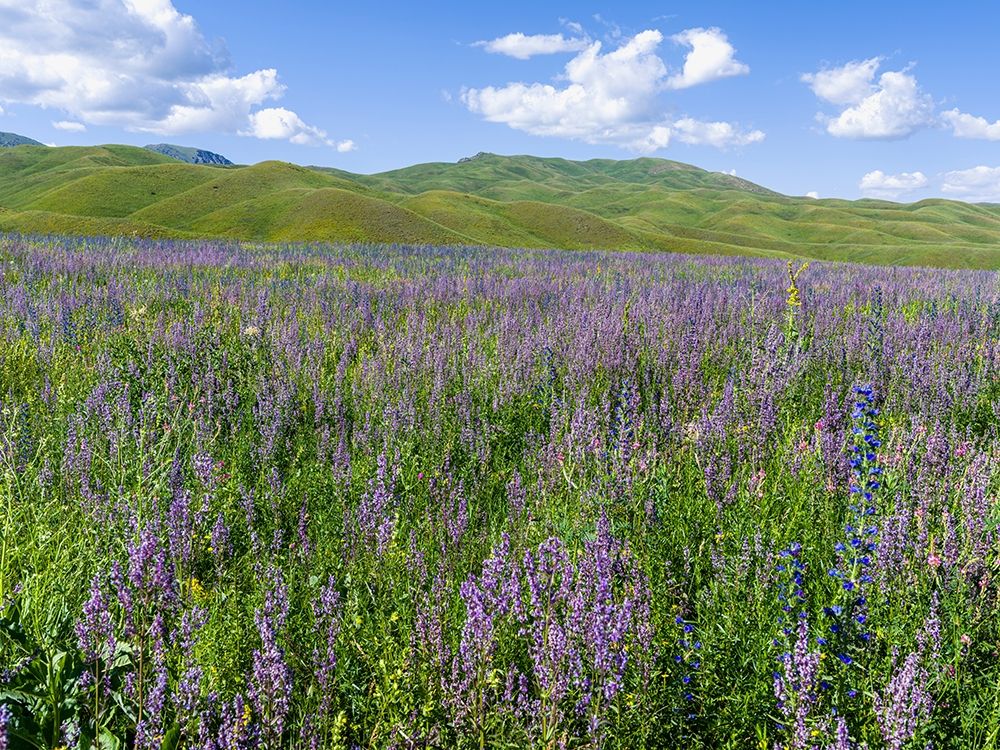 Wildflower meadow near the mountain road from Kazarman to mountain pass Urum Basch Ashuusu in the art print by Martin Zwick for $57.95 CAD