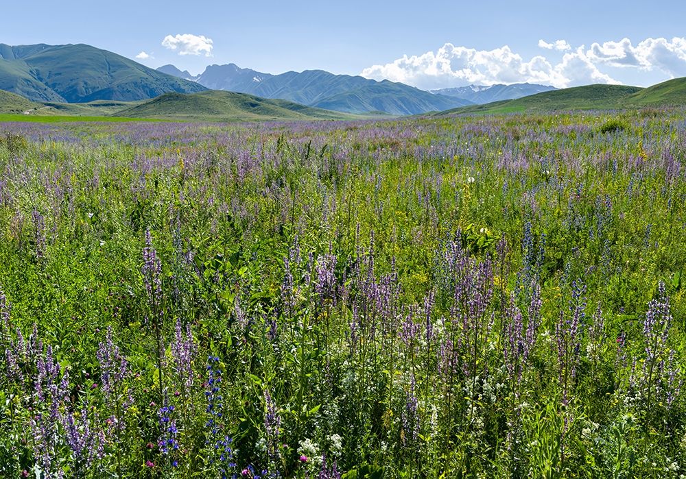 Wildflower meadow near the mountain road from Kazarman to mountain pass Urum Basch Ashuusu in the art print by Martin Zwick for $57.95 CAD