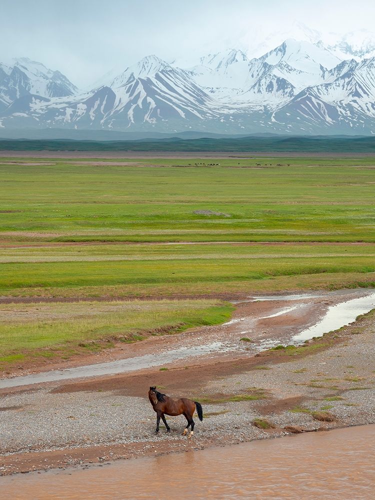 Horses in the Alay Valley and the Trans-Alay Range in the Pamir Mountains art print by Martin Zwick for $57.95 CAD