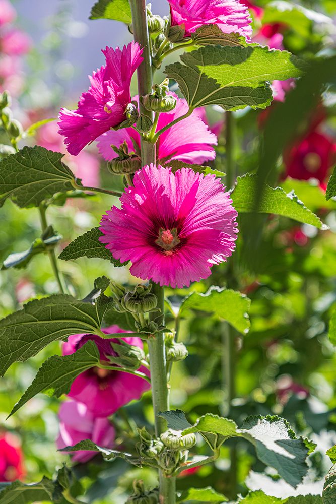 Sarytag-Sughd Province-Tajikistan Hollyhock blossoms in the mountains of Tajikistan art print by Emily Wilson for $57.95 CAD